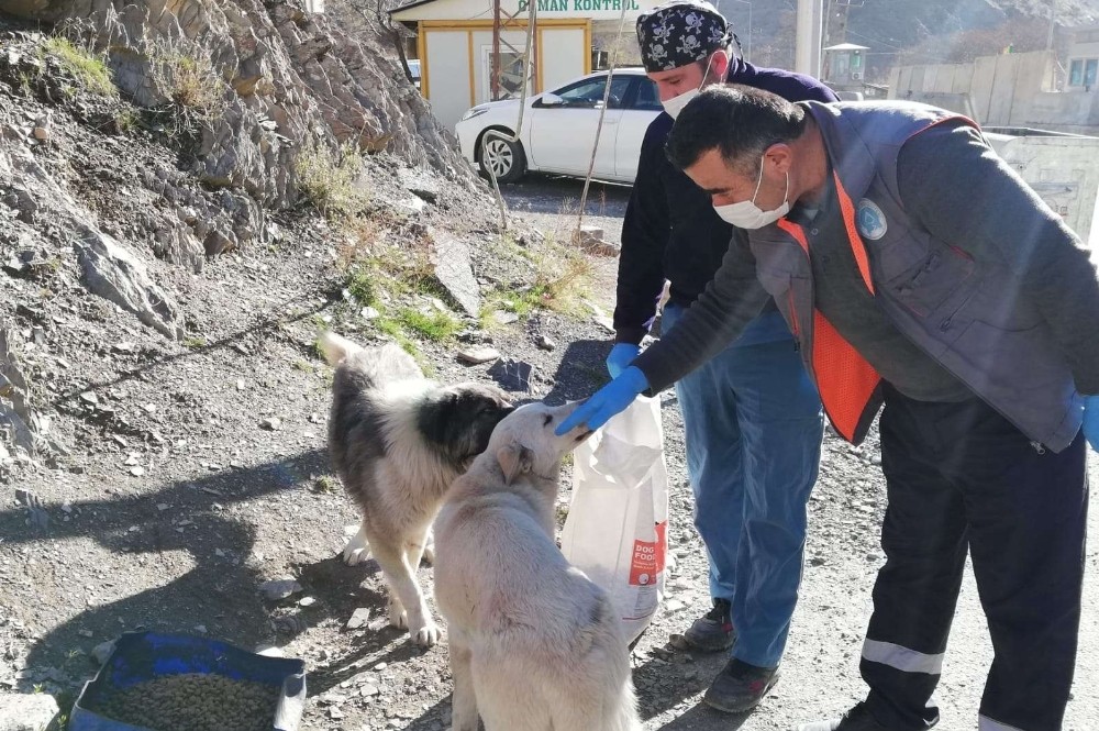Hakkari’de sokağa çıkma kısıtlamasında can dostlar unutulmadı