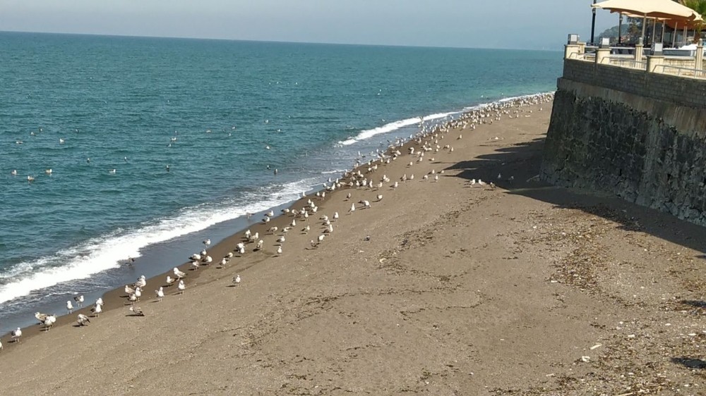 Karadeniz’de sahiller martılara kaldı