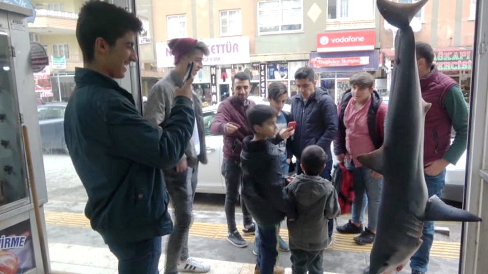 Mardin’de 85 kiloluk köpek balığına yoğun ilgi