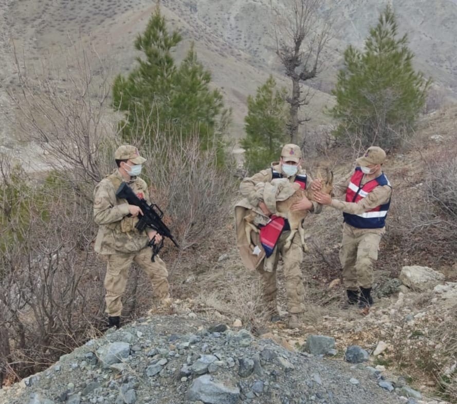 Adıyaman’da yaralı dağ keçisi bulundu