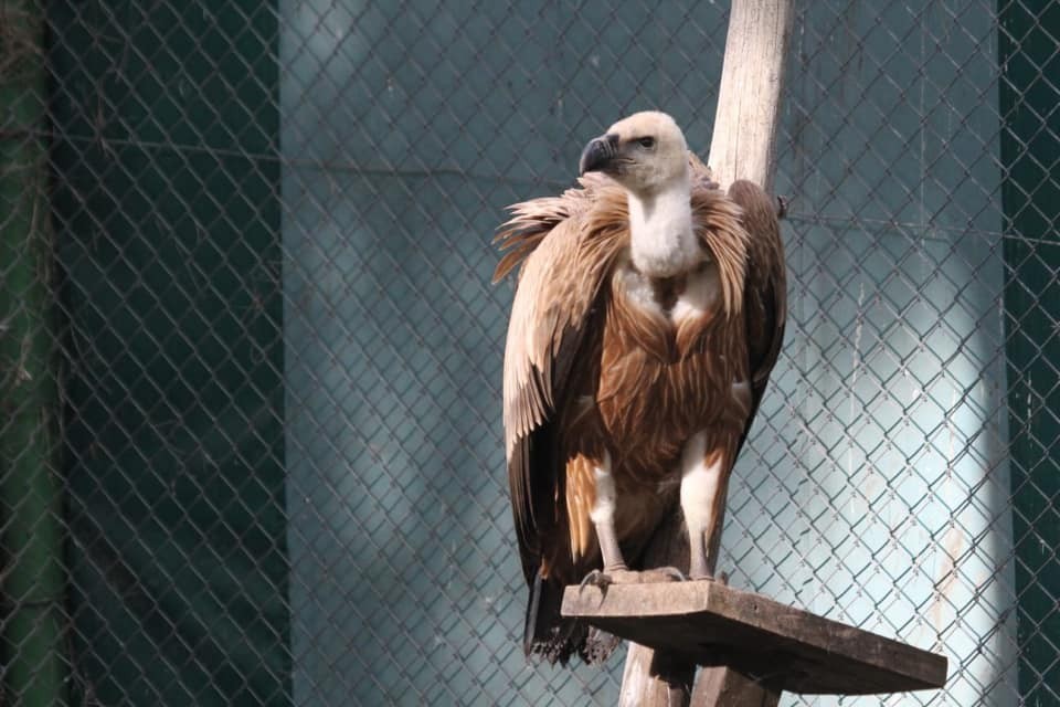 Tedavi edilen kızıl akbaba doğaya bırakıldı