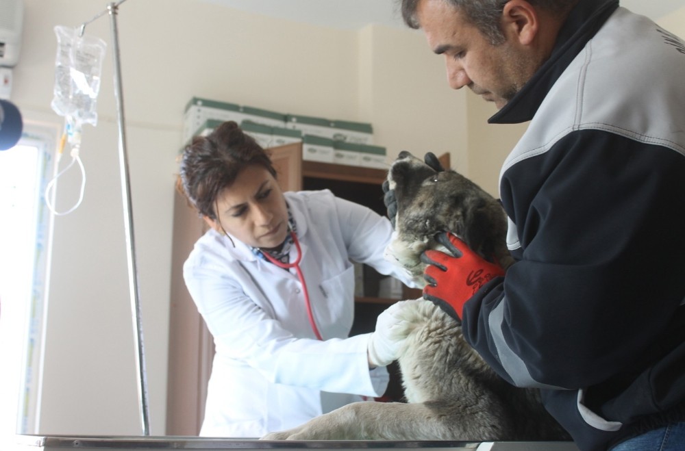Hayvan rehabilitasyon merkezi yenilendi