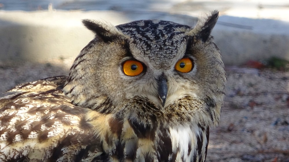 Van&rsquo;da 500&rsquo;den fazla yaban hayvanı tedavi g&ouml;rd&uuml;