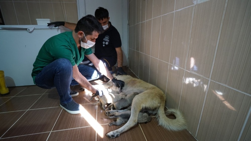 Annesi kaybeden yavru köpeklere süt anne