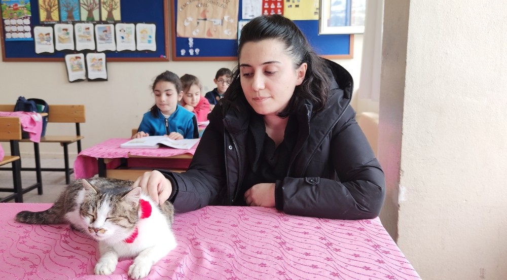 Öğretmenlerin bitkin halde bulduğu kedi iyileşti, okulun maskotu oldu