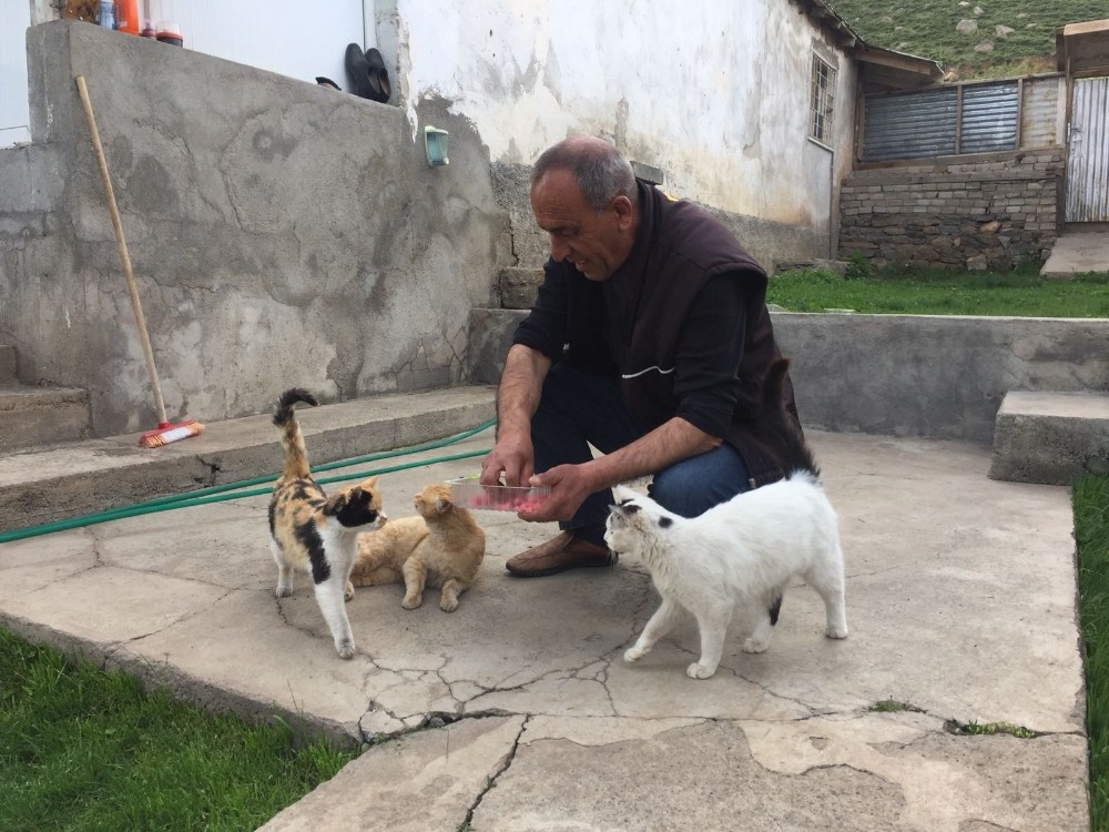 Kapı açmasıyla dikkat çekmişti, o kedi kayboldu