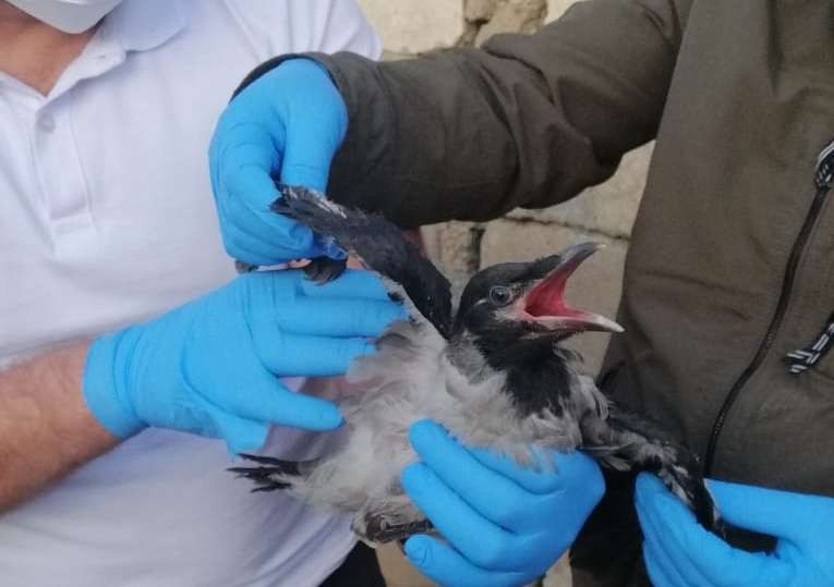 112 Acil &Ccedil;ağrı Merkezine karga ihbarı