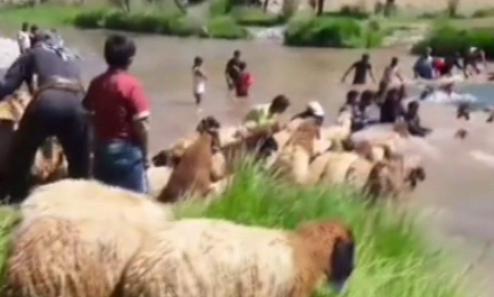 Siirt’te koyunları sudan geçirme geleneği sürüyor