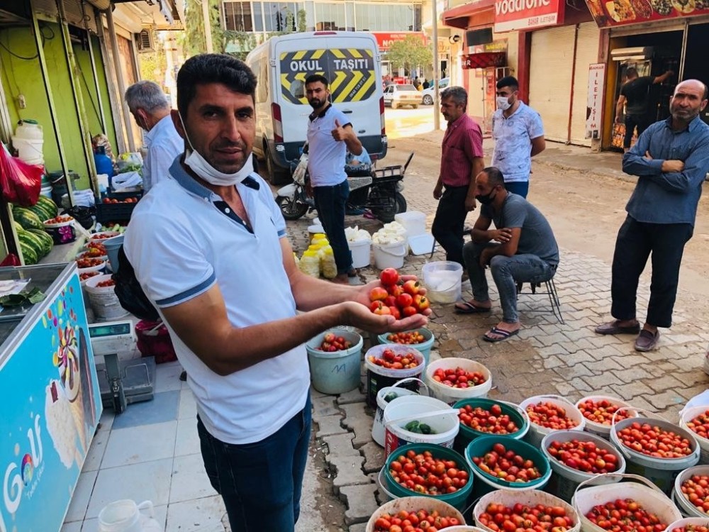 Kızıltepeli kadınların köyde ürettiği organik domatesler tadıyla nam salıyor