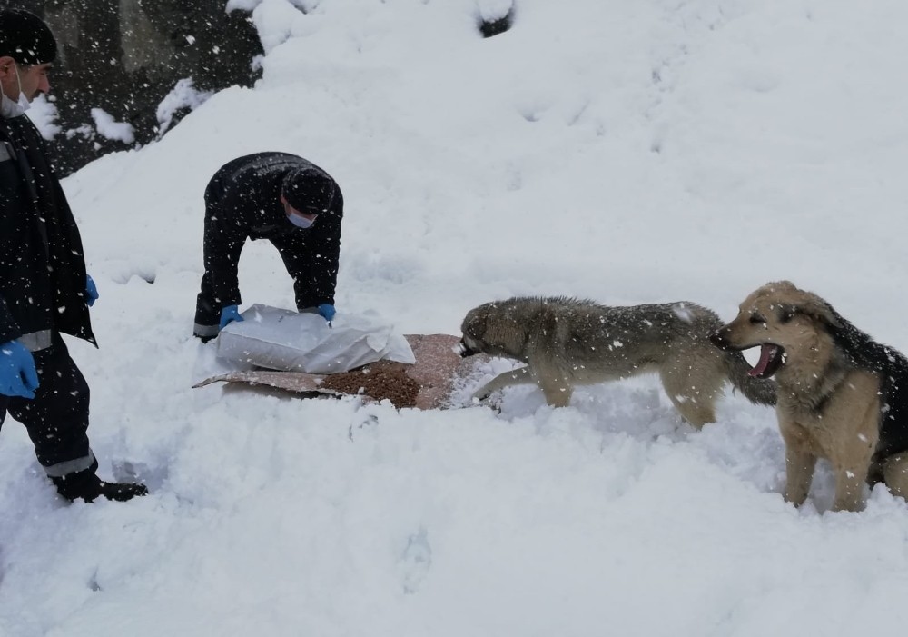 Hakkari’de sokak hayvanları karlı günlerde de unutulmadı