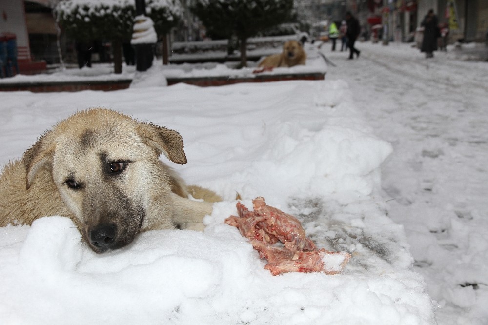 Mardin’de duyarlı vatandaş sokak köpeklerine et dağıttı