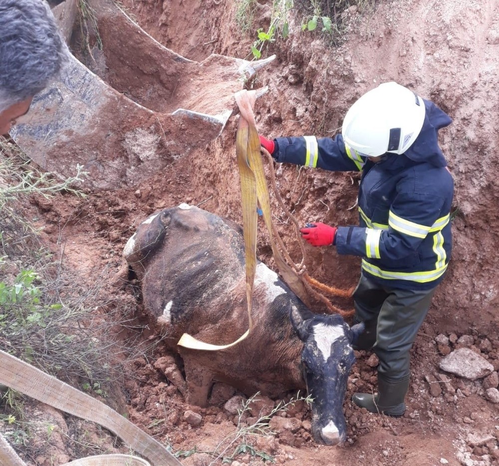 Bataklığa saplanan ineğe kurtarma operasyonu