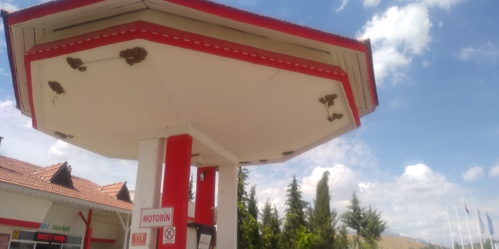 Kırlangıçlar akaryakıt istasyonunu mesken tuttu