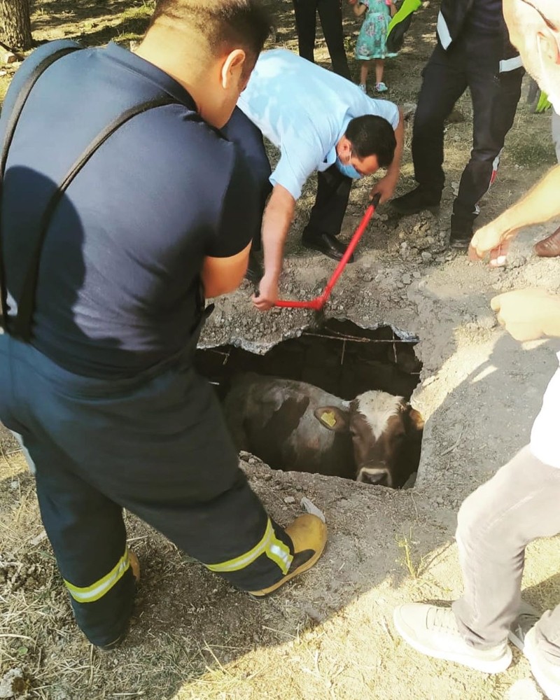 Kuyuya düşen inek kurtarıldı