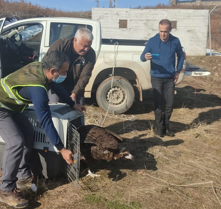 Kara akbaba bakım ve tedavisinin ardından doğaya salındı