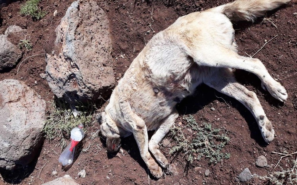Siverek’te 10 sokak köpeğini zehirlediler