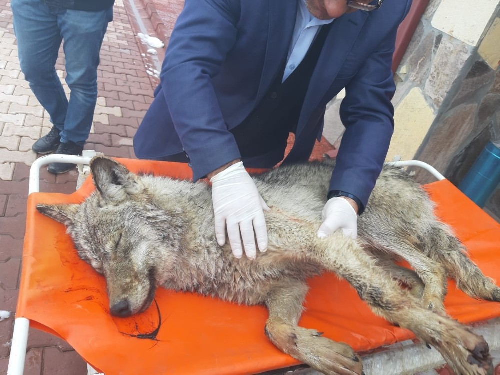 Yaralı kurt, hayvan bakımevinde tedavi altına alındı
