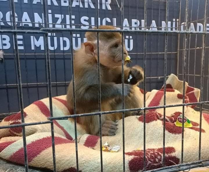Hevsel bahçelerine kaçan Maymun'un aranması sürüyor
