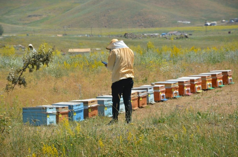 Şırnak’ta 700 ton baldan 150 milyon lira gelir hedefleniyor