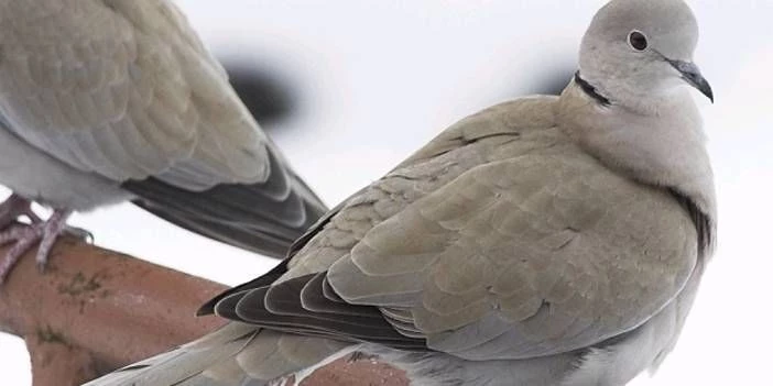 Pencerenize bir kumru konduğunda bu ne anlama gelebilir?