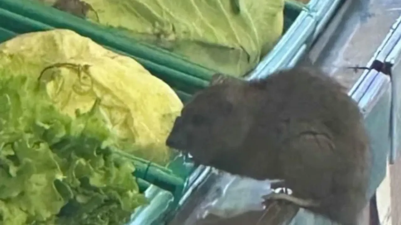 Zincir Marketin Rafındaki Şey G&ouml;renleri Şok Etti