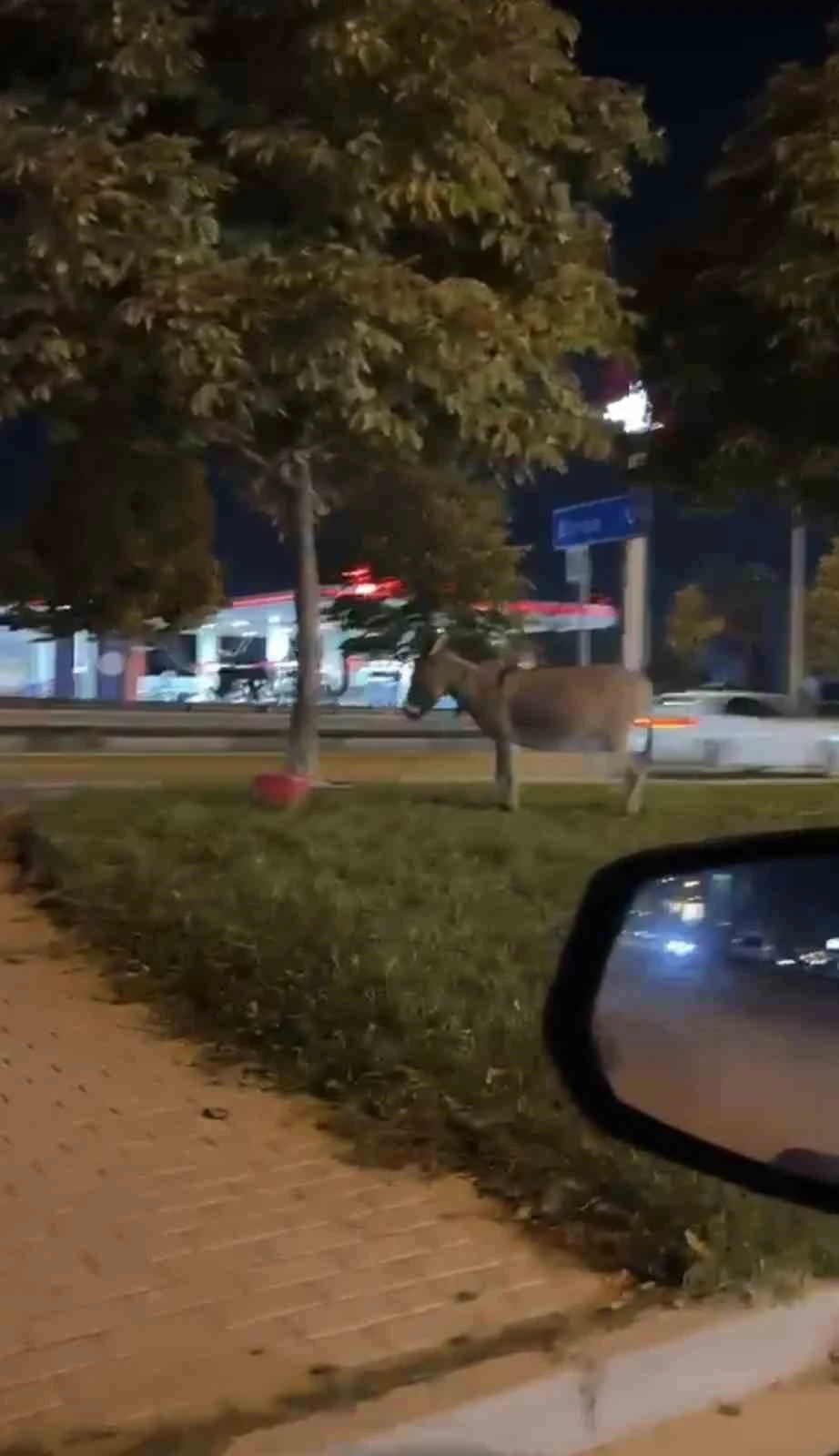 Ağaca bağlanan eşek dikkat &ccedil;ekti