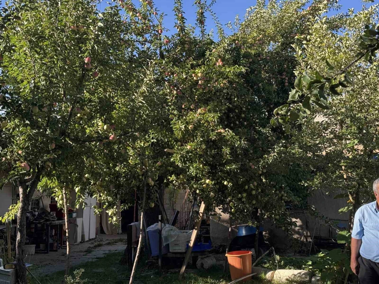 Bu elma dalından kopartıldıktan sonra 6 ay boyunca t&uuml;ketilebiliyor