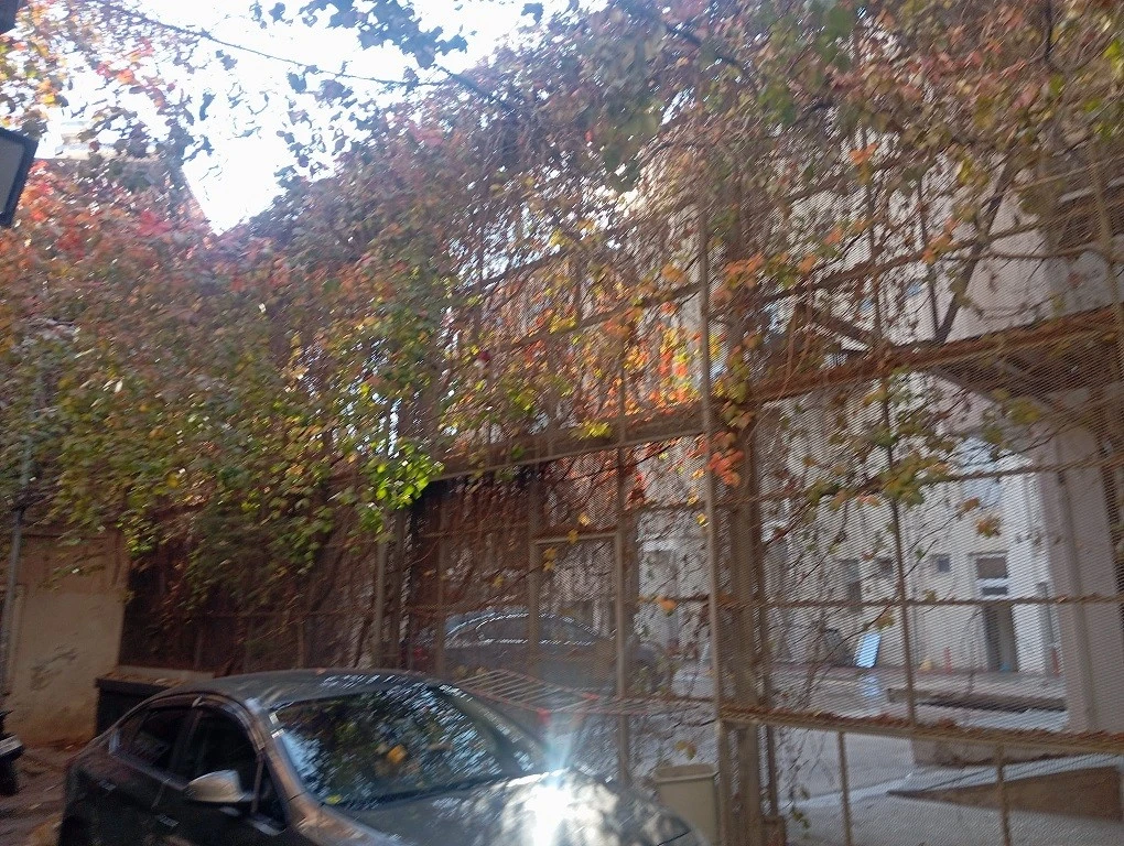 Diyarbakır’da 150 Yıllık Sarmaşık Sokak, Doğal Fotoğraf Platosu Haline Geldi