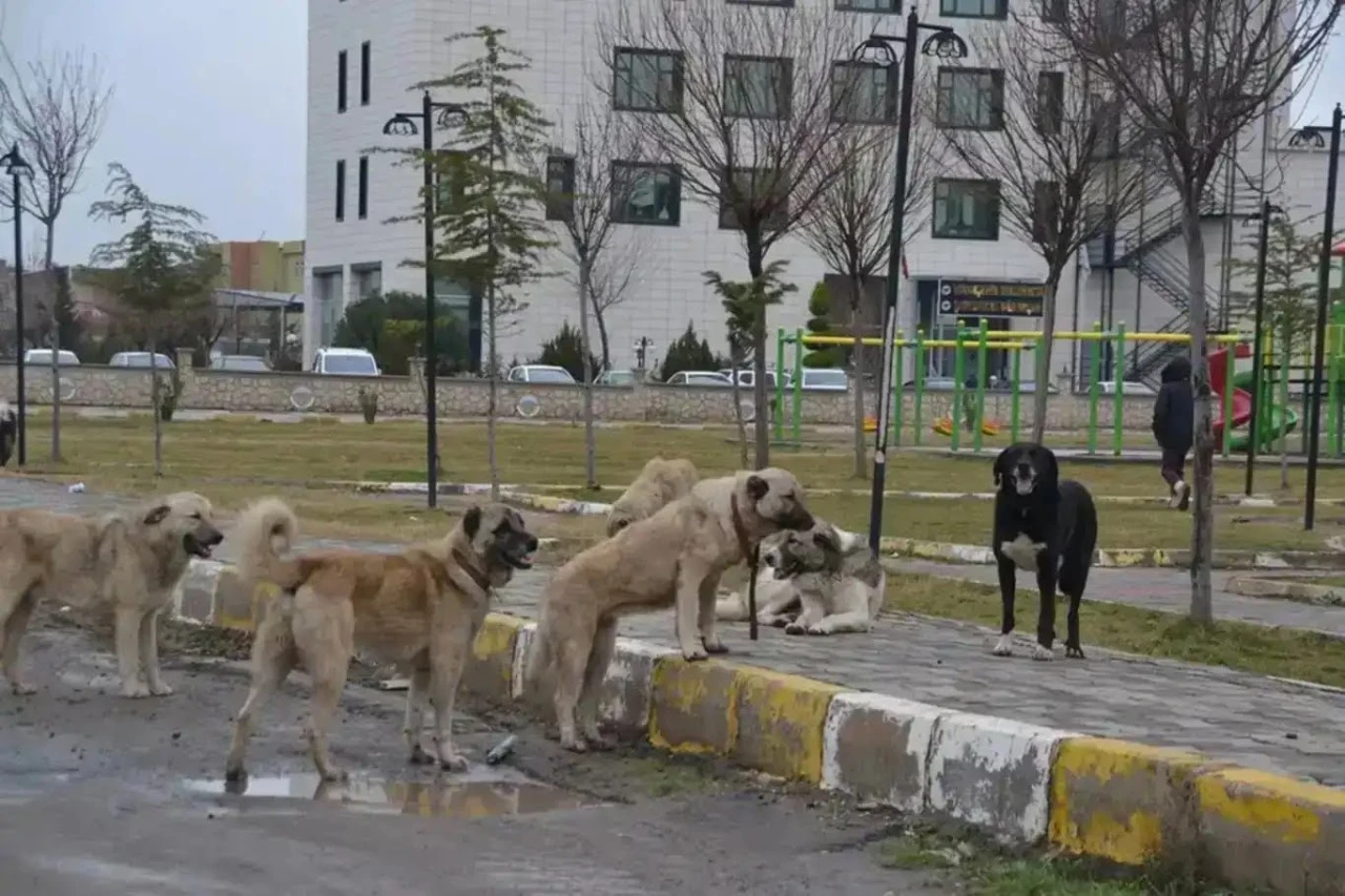 Diyarbakır’da başıboş sokak köpekleri vatandaşları tedirgin ediyor