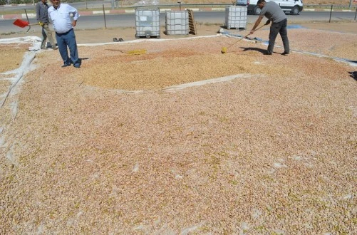 Fıstık'ta Kuraklık Etkisi: Üreticiler Destek Bekliyor