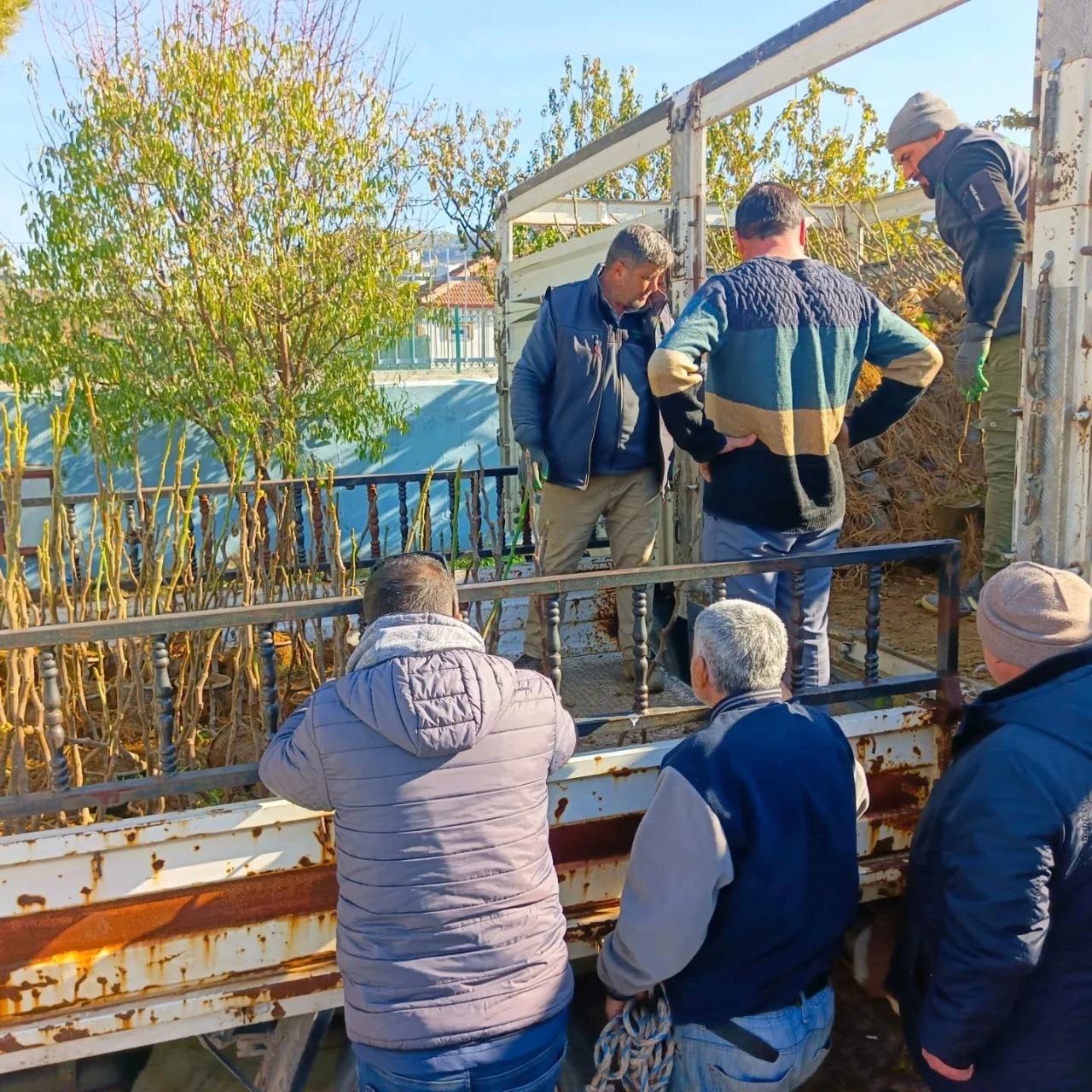 Ko&ccedil;arlı&rsquo;da &uuml;reticiye 4 bin incir fidanı dağıtıldı