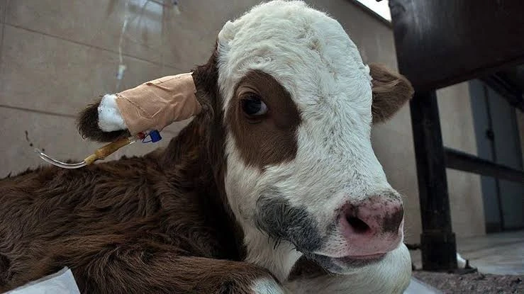 Veterinere G&ouml;t&uuml;rd&uuml;ğ&uuml; Buzağı Yolculukta Kayboldu