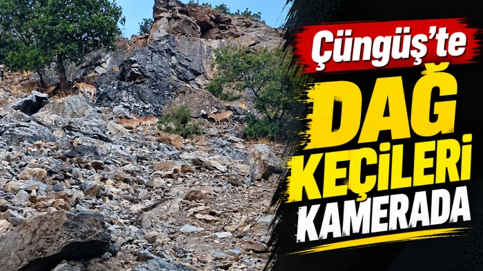 &Ccedil;&uuml;ng&uuml;ş&rsquo;te dağ ke&ccedil;ileri kamerada