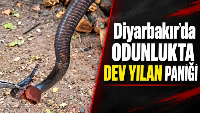 Diyarbakır&rsquo;da odunlukta dev yılan paniği