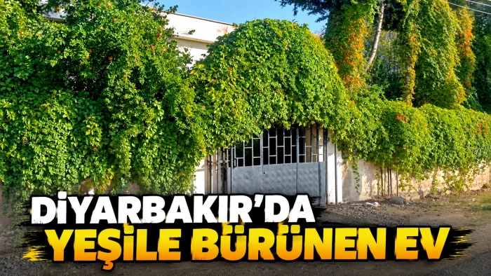 Diyarbakır’da yeşile bürünen ev