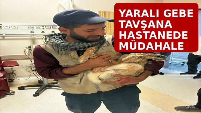 Yaralı gebe tavşana hastanede m&uuml;dahale