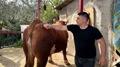 1 ton 200 kiloluk kurbanlık, araba fiyatına alıcısını bekliyor