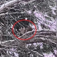 15 saat ağaçta mahsur kalan kediyi itfaiye kurtardı