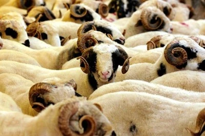 2025 Yılı Kurban Hizmetleri Tebliği Resmi Gazete’de yayımlandı