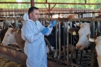 2026 İlkbahar Şap Aşılama Kampanyası Başladı