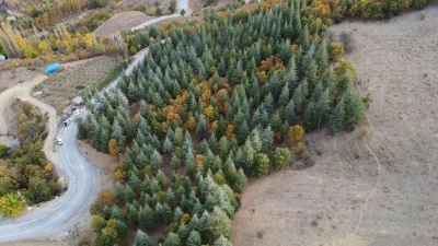 37 Yıl Önce Dikilen Fidanlar Ormana Dönüştü, Köylüler Duygu Dolu Anlar Yaşadı