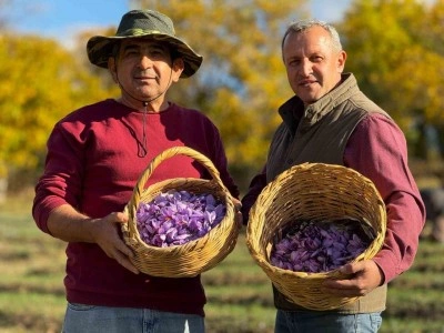 AB tescilli safranın hasadı s&uuml;r&uuml;yor