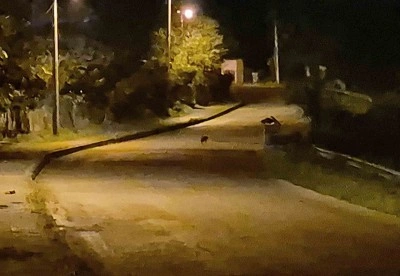 Aç kalan çakal yavruları şehir merkezinde daldı