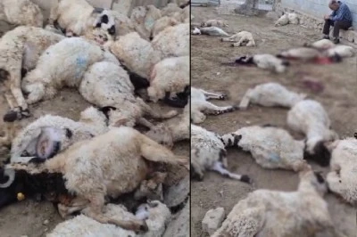 Aç Kalan Kurtlar Ahıra Saldırdı: 111 Koyun Telef Oldu