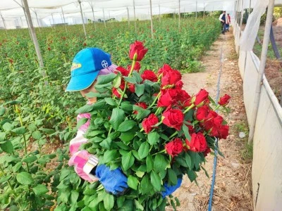 Adana'da Gül Üreticisi Zorluklarla Mücadele Ediyor, Fiyatlar Aracılarda Yükseliyor