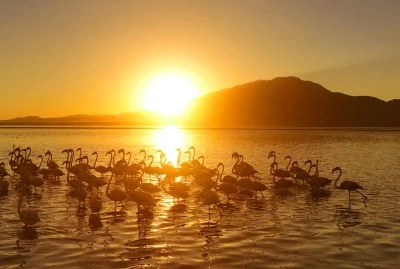 Adilcevaz’da Flamingoların Gün Batımı Şovu Van Gölü’nde Büyülüyor
