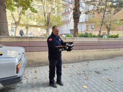 Ağa&ccedil;ta mahsur kalan kedi itfaiyeyi seferber etti