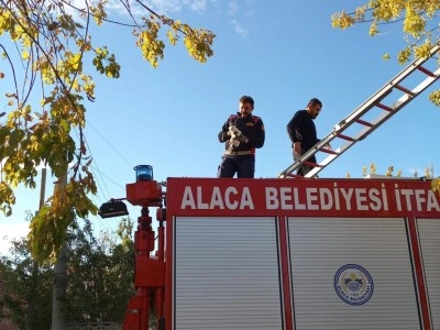 Ağaçta mahsur kalan yavru kedi itfaiye ekiplerince kurtarıldı