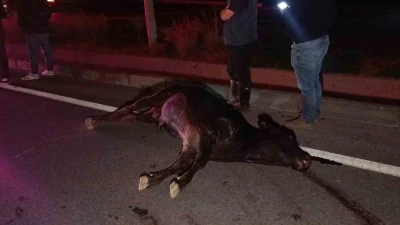 Ağıldan kaçan inek, araçların çarpması sonucu telef oldu