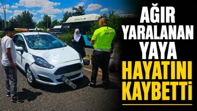Ağır Yaralanan Yaya Hayatını Kaybetti